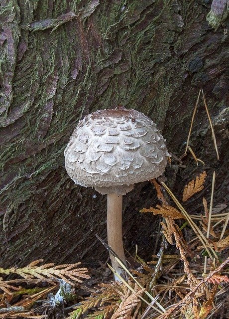 Unduh gratis Mushroom Fungi Parasol - foto atau gambar gratis untuk diedit dengan editor gambar online GIMP