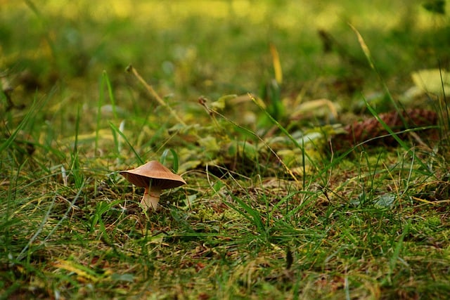 Free download mushroom fungus autumn free picture to be edited with GIMP free online image editor