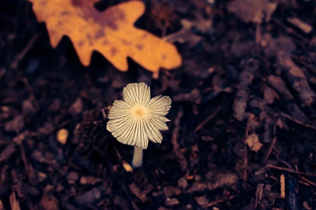 Free graphic mushroom fungus fall autumn to be edited by GIMP free image editor by OffiDocs