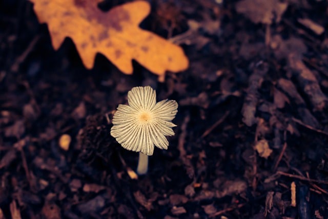 Free download mushroom fungus fall autumn free picture to be edited with GIMP free online image editor