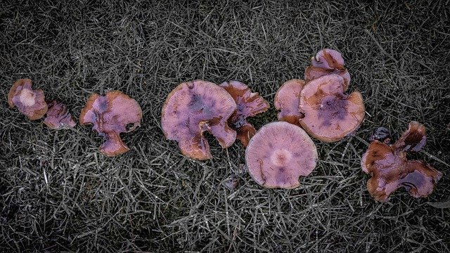 Free download Mushroom Fungus Garden -  free photo or picture to be edited with GIMP online image editor