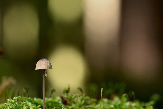 Безкоштовно завантажте гриб гриб мох павук безкоштовне зображення для редагування за допомогою безкоштовного онлайн-редактора зображень GIMP