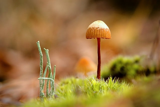 Free download mushroom fungus moss sponge agaric free picture to be edited with GIMP free online image editor