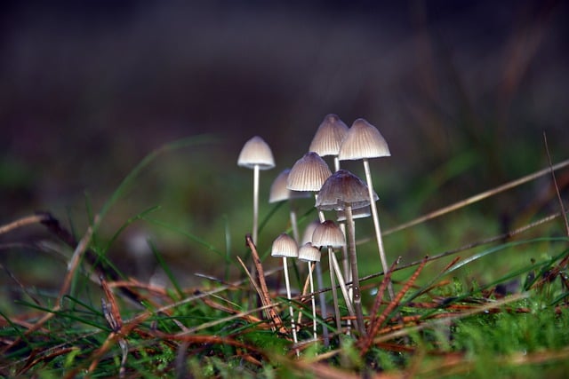 Free download mushroom fungus mycology grass free picture to be edited with GIMP free online image editor