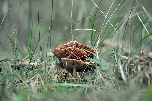 Free download mushroom fungus mycology moss free picture to be edited with GIMP free online image editor