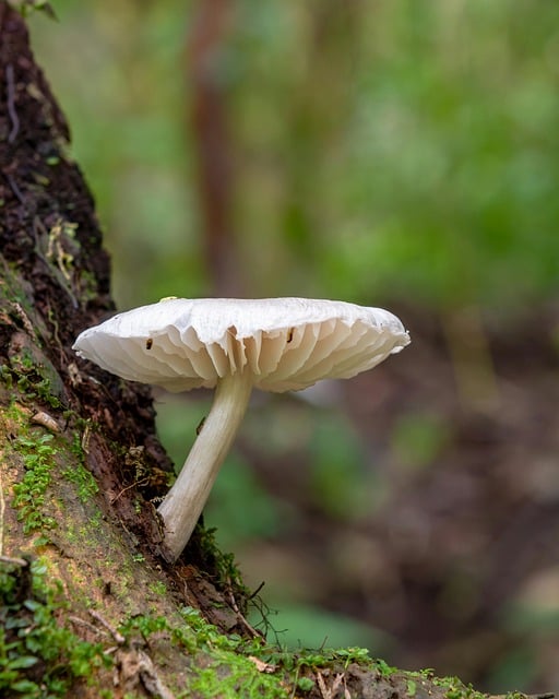 Free download mushroom fungus nature fungi free picture to be edited with GIMP free online image editor