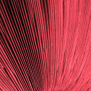 Mushroom Gills Wallpaper Theme  screen for extension Chrome web store in OffiDocs Chromium