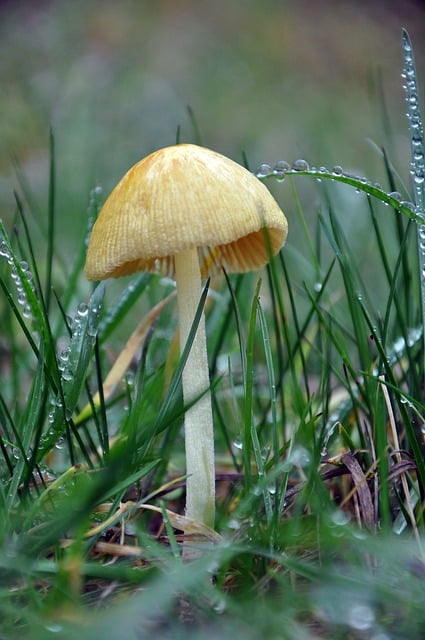 Free download mushroom grass dew nature fungus free picture to be edited with GIMP free online image editor