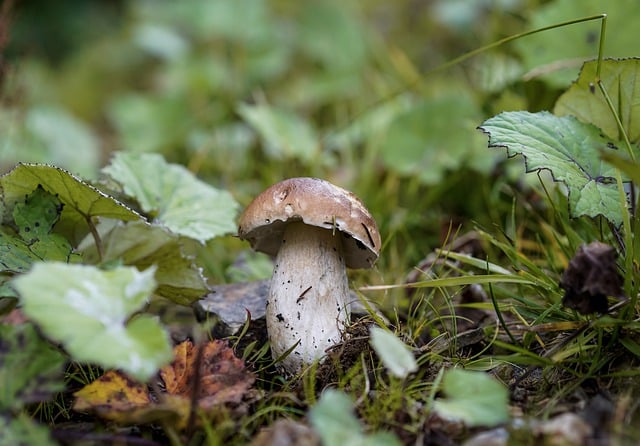 Free download mushroom grass meadow fungus plant free picture to be edited with GIMP free online image editor