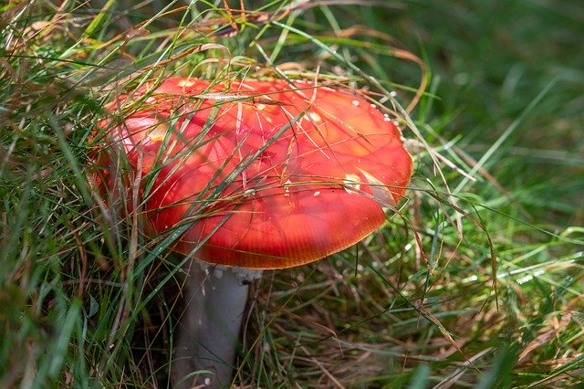 Unduh gratis Mushroom Grass Nature - foto atau gambar gratis untuk diedit dengan editor gambar online GIMP