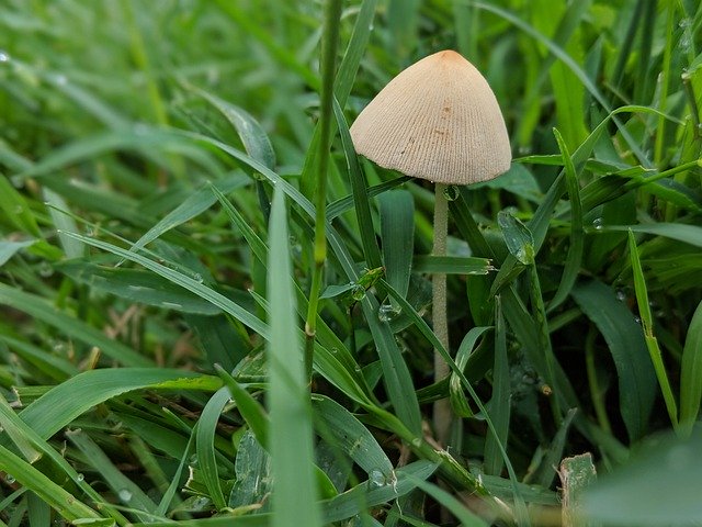 Free download Mushroom Grass Wild -  free photo or picture to be edited with GIMP online image editor