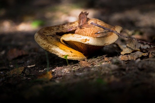 Unduh gratis Mushroom Ground Forest - foto atau gambar gratis untuk diedit dengan editor gambar online GIMP