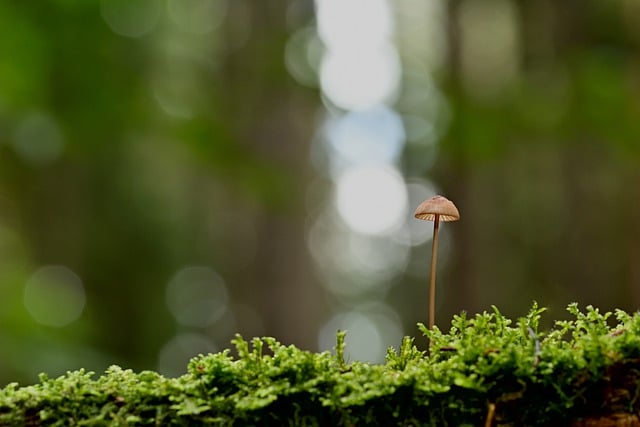 Free download mushroom helmling moss forest floor free picture to be edited with GIMP free online image editor
