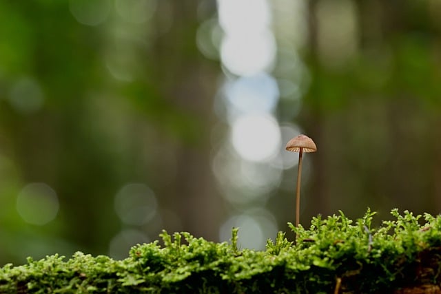 Muat turun percuma gambar percuma lantai hutan lumut kemudi cendawan untuk diedit dengan editor imej dalam talian percuma GIMP