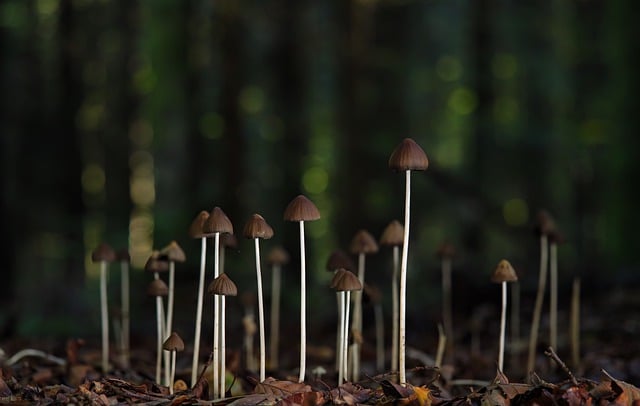 Free download mushroom helmling mushrooms free picture to be edited with GIMP free online image editor