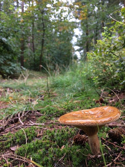 Gratis download Mushroom Hiking Forest - gratis foto of afbeelding om te bewerken met GIMP online afbeeldingseditor
