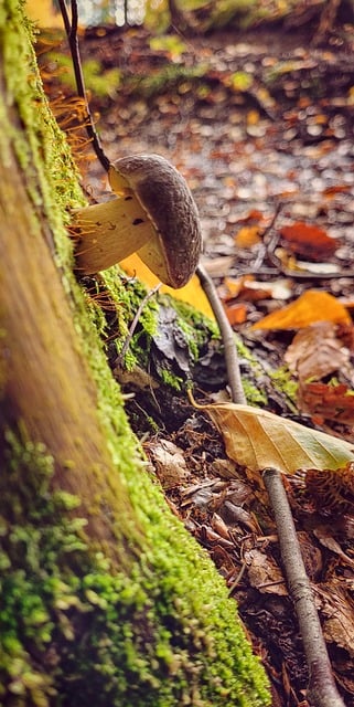 Free download mushroom individualist forest free picture to be edited with GIMP free online image editor