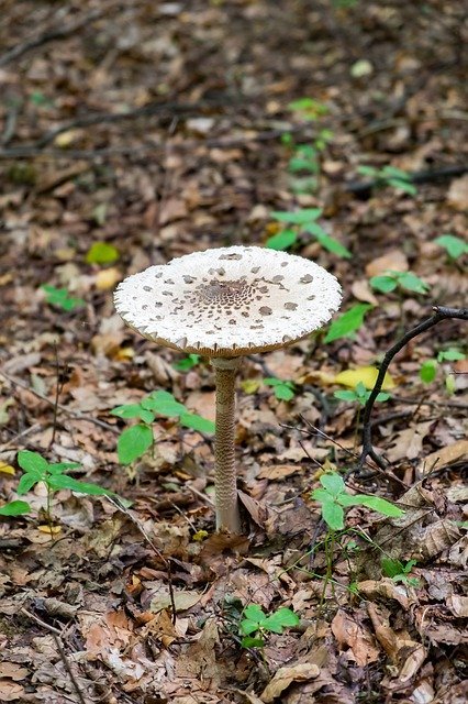 Kostenloser Download Mushroom Kite Parasol - kostenloses Foto oder Bild zur Bearbeitung mit GIMP Online-Bildbearbeitung