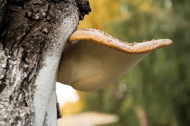 Téléchargement gratuit Champignon Lénine Arbre - photo ou image gratuite à modifier avec l'éditeur d'images en ligne GIMP