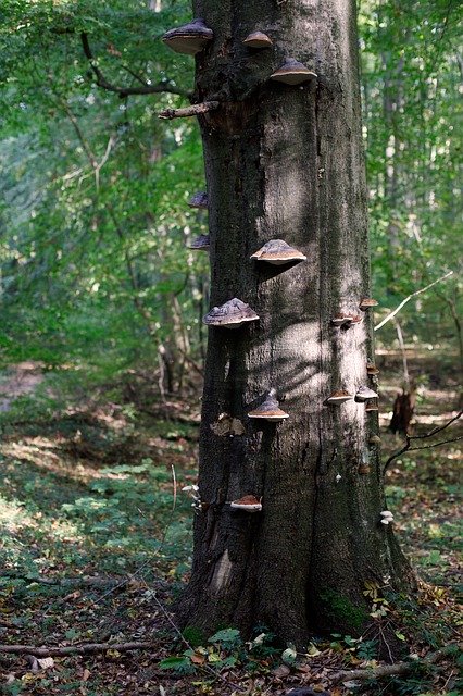 Muat turun percuma Mushroom Log Tree Fungus - foto atau gambar percuma untuk diedit dengan editor imej dalam talian GIMP
