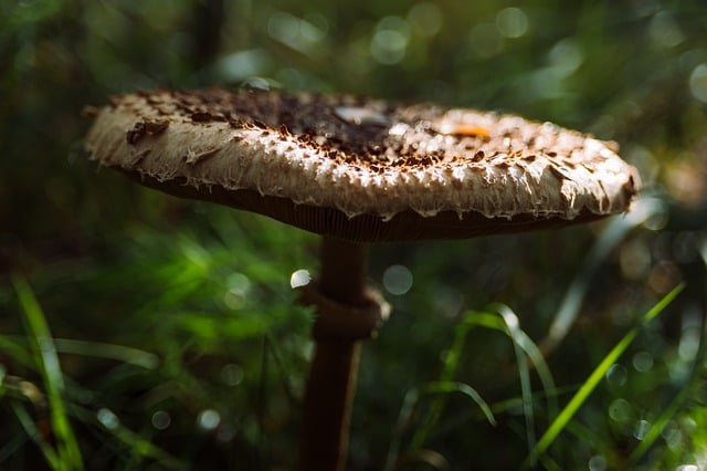 Free download mushroom macrolepiota fungus free picture to be edited with GIMP free online image editor