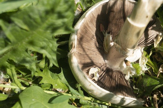 Free download Mushroom Macro Nature -  free photo or picture to be edited with GIMP online image editor