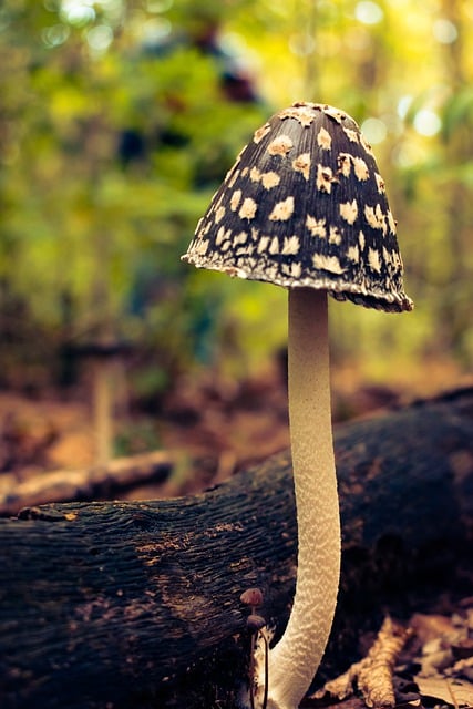 免费下载蘑菇喜鹊蘑菇落叶松免费图片可使用 GIMP 免费在线图像编辑器进行编辑