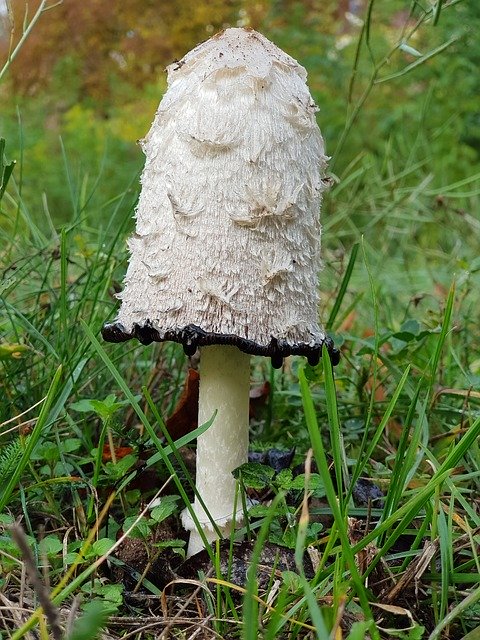 Descărcare gratuită Mushroom Meadow Autumn - fotografie sau imagine gratuită pentru a fi editată cu editorul de imagini online GIMP