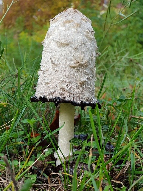 Muat turun percuma Mushroom Meadow Autumn - foto atau gambar percuma untuk diedit dengan editor imej dalam talian GIMP