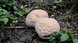 Free download Mushroom Millipede Insects -  free video to be edited with OpenShot online video editor