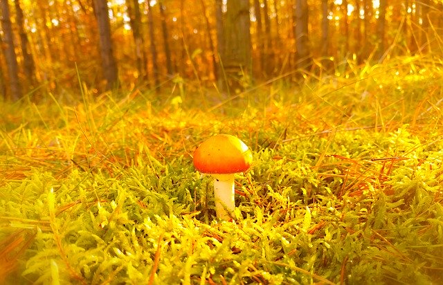 Descarga gratuita Mushroom Moss Forest: foto o imagen gratuita para editar con el editor de imágenes en línea GIMP