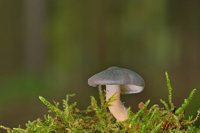 Free download mushroom moss forest floor fall free picture to be edited with GIMP free online image editor