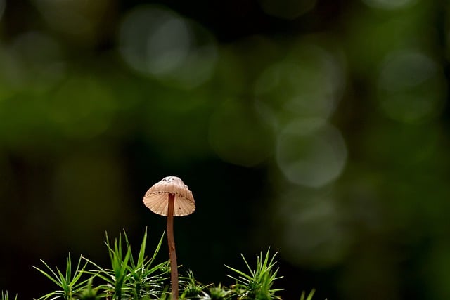 Free download mushroom moss forest nature free picture to be edited with GIMP free online image editor