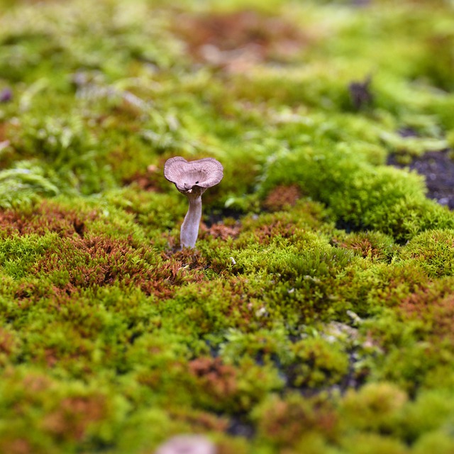 Free download mushroom moss nature macro fall free picture to be edited with GIMP free online image editor