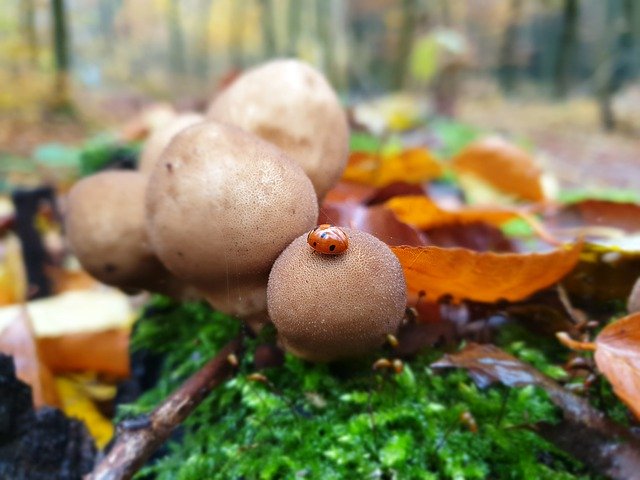 Téléchargement gratuit Mushroom Mushrooms Autumn - photo ou image gratuite à éditer avec l'éditeur d'images en ligne GIMP