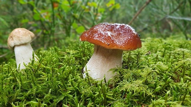 Free download Mushroom Mushrooms Cep Forest -  free photo or picture to be edited with GIMP online image editor