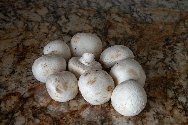 Descărcați gratuit șablonul foto gratuit Mushroom Mushrooms Eat pentru a fi editat cu editorul de imagini online GIMP