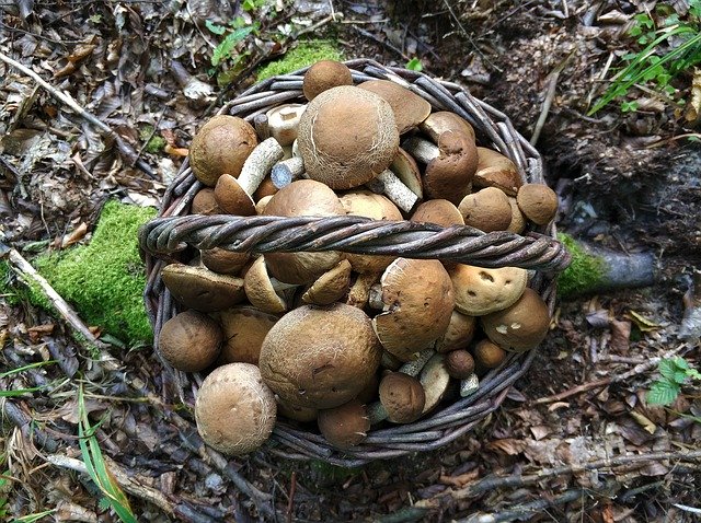 Gratis download Mushroom Mushrooms Forest - gratis foto of afbeelding om te bewerken met GIMP online afbeeldingseditor