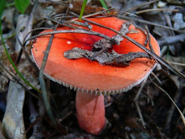 Free download Mushroom Mushrooms Russula -  free photo or picture to be edited with GIMP online image editor