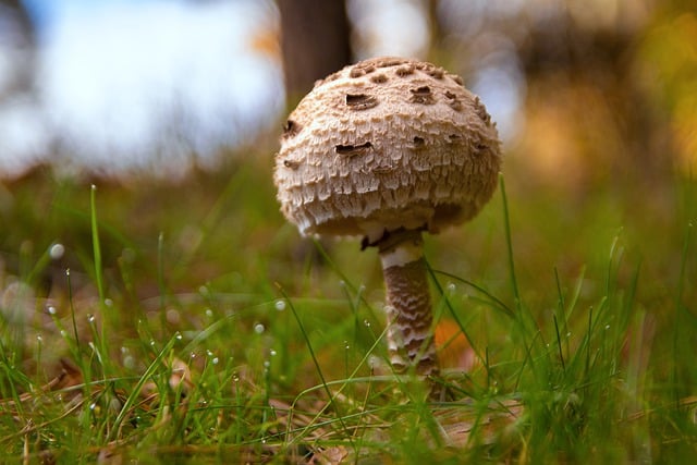 Bezpłatne pobieranie grzybów mikologia grzyb upadek darmowe zdjęcie do edycji za pomocą bezpłatnego edytora obrazów online GIMP
