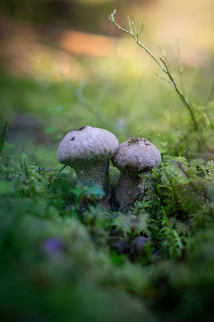 김프 무료 온라인 이미지 편집기로 편집할 무료 다운로드 버섯 균류 곰팡이 자연 무료 사진