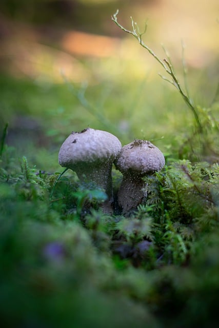 Free download mushroom mycology fungus nature free picture to be edited with GIMP free online image editor