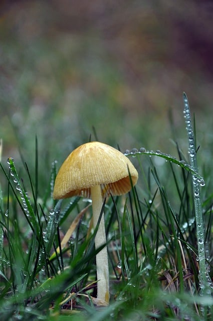 Free download mushroom mycology grass dew nature free picture to be edited with GIMP free online image editor