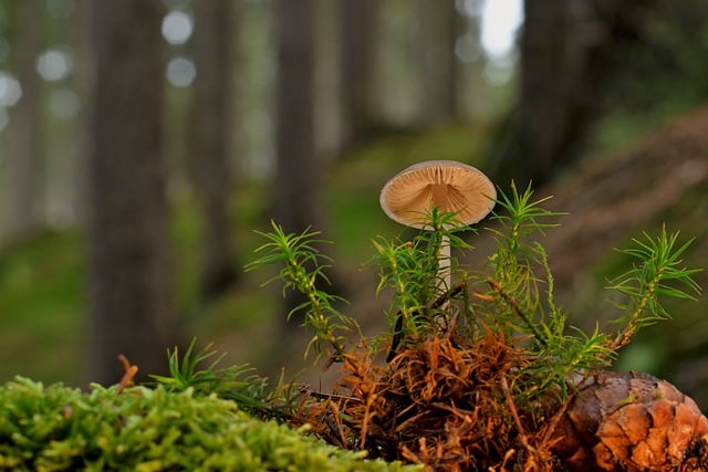 Free download mushroom mycology growth toadstool free picture to be edited with GIMP free online image editor