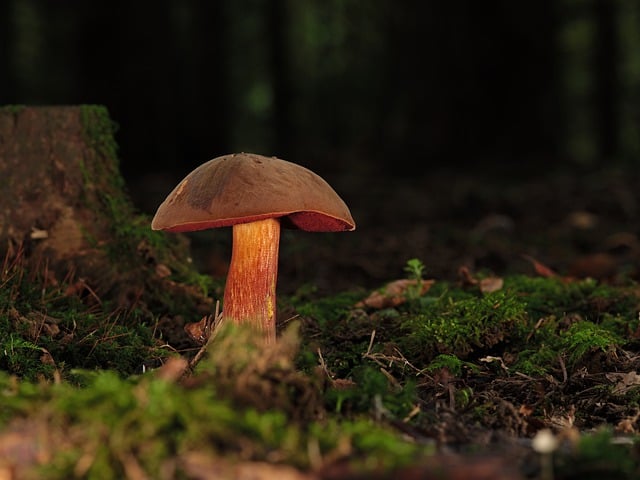 Free download mushroom mycology toadstool free picture to be edited with GIMP free online image editor