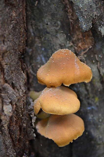 Unduh gratis Mushroom Natural Forest - foto atau gambar gratis untuk diedit dengan editor gambar online GIMP