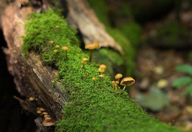 Free download Mushroom Nature -  free photo or picture to be edited with GIMP online image editor