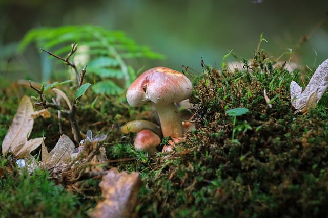 Free download mushroom nature autumn forest moss free picture to be edited with GIMP free online image editor