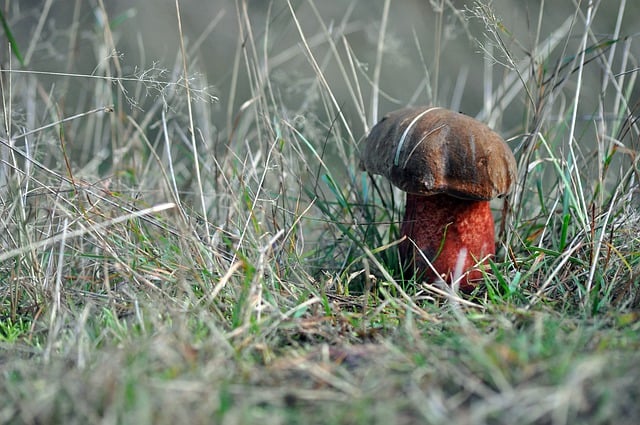 김프 무료 온라인 이미지 편집기로 편집할 수 있는 버섯 자연 가을 잔디 무료 사진을 무료로 다운로드하세요.