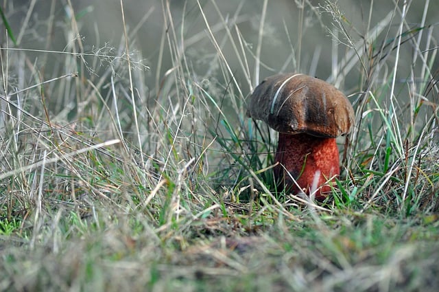 Free download mushroom nature autumn grass free picture to be edited with GIMP free online image editor